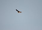 Torenvalk (Common Kestrel) (Falco tinnunculus) - Ongiin Khiid 18-08-2016 (4)